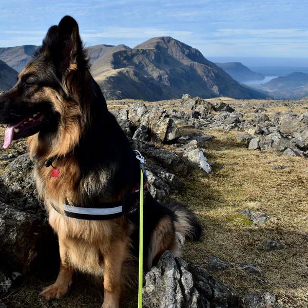 Top Five Dog Friendly walks near Keswick | George Fisher Blog